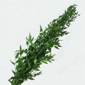 Italian Ruscus - 20 pack
