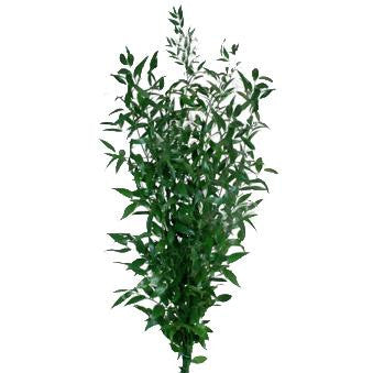 Italian Ruscus - 20 pack