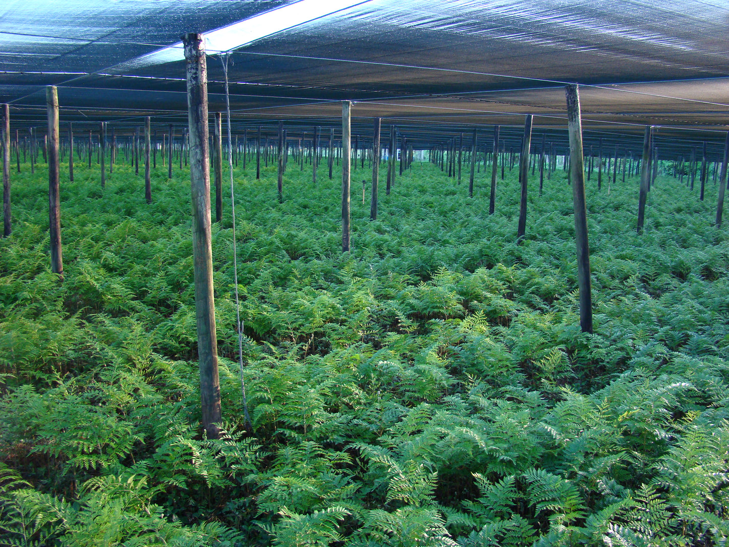 
                  
                    Leatherleaf - 25 pack
                  
                