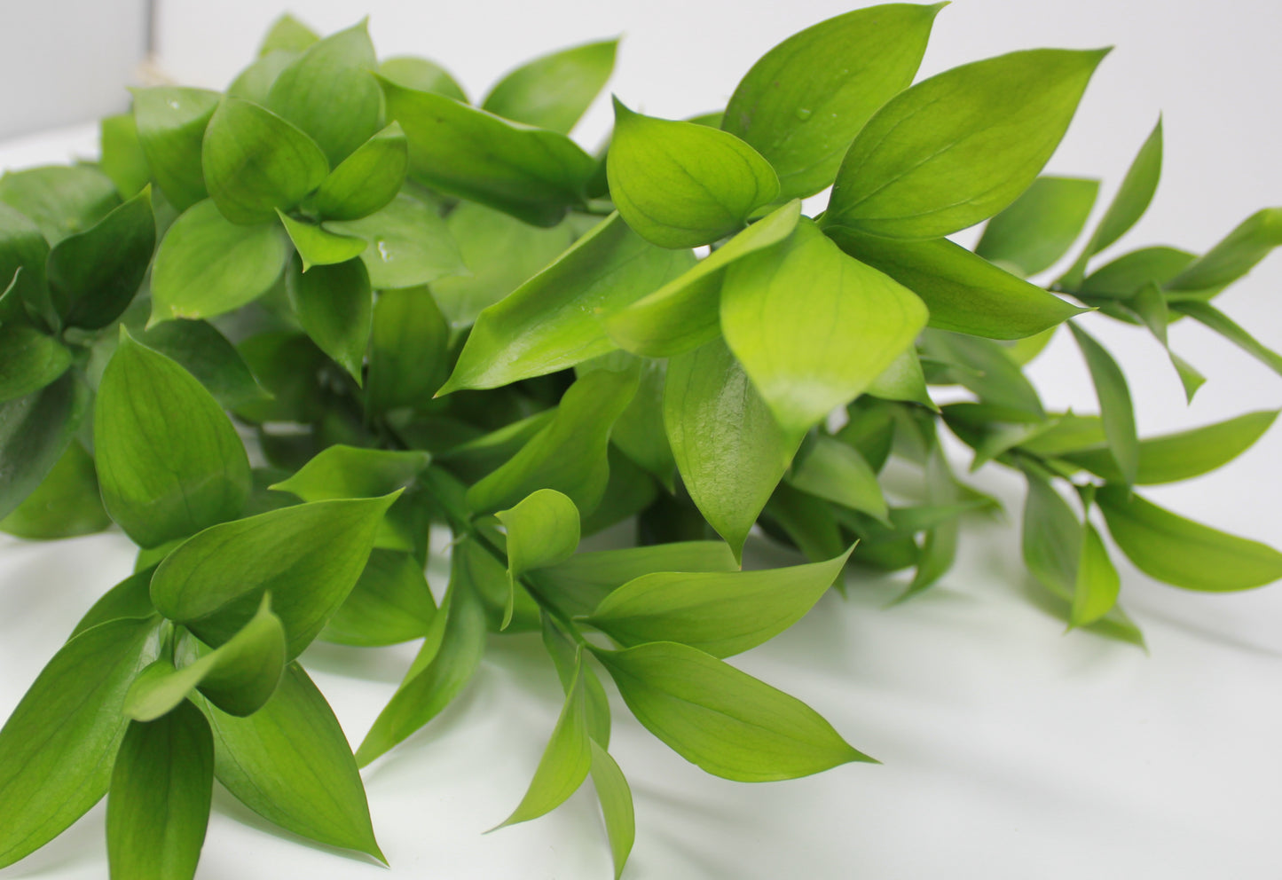 
                  
                    Israeli Ruscus - 10 pack
                  
                