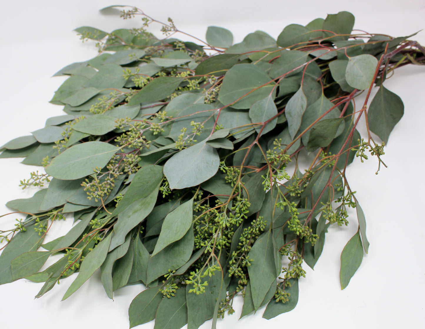 
                  
                    8 Bunch Eucalyptus Mix
                  
                