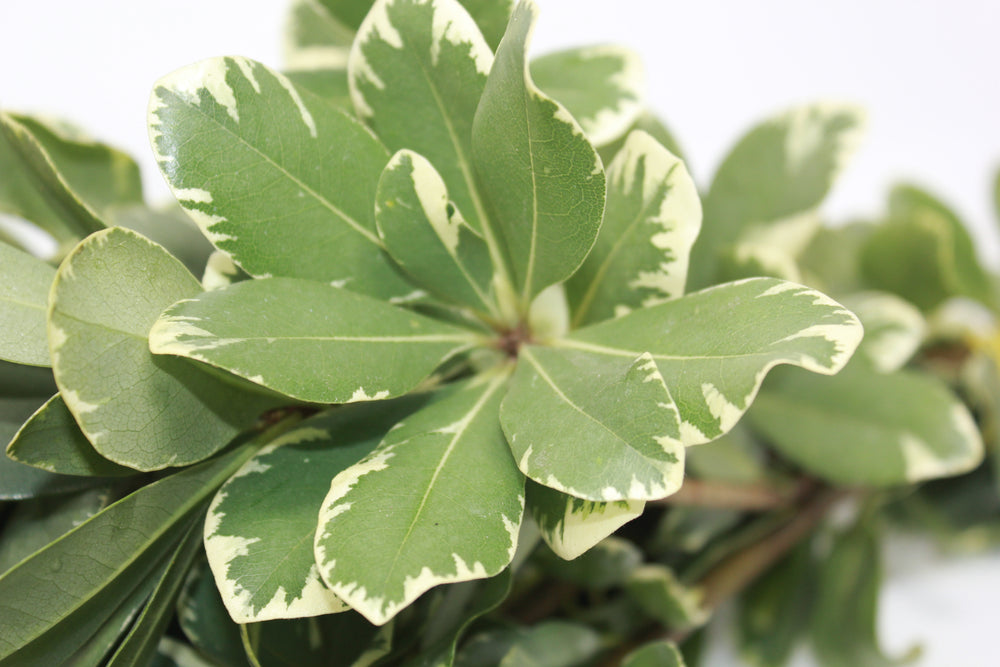 Variegated Pittisporum - 15 pack