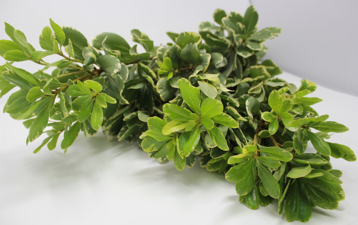 
                  
                    Variegated Pittisporum - 15 pack
                  
                