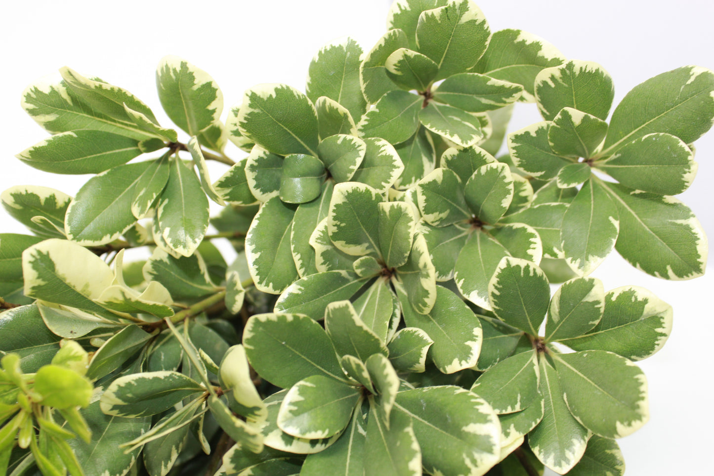 
                  
                    Variegated Pittisporum - 15 pack
                  
                