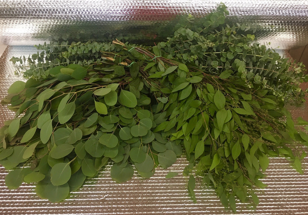 12 Bunch Eucalyptus Mix