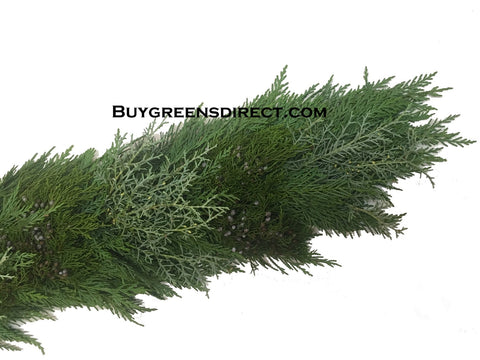 25' FRESH Leyland Cypress, Blueberry Cedar, Carolina Sapphire Garland