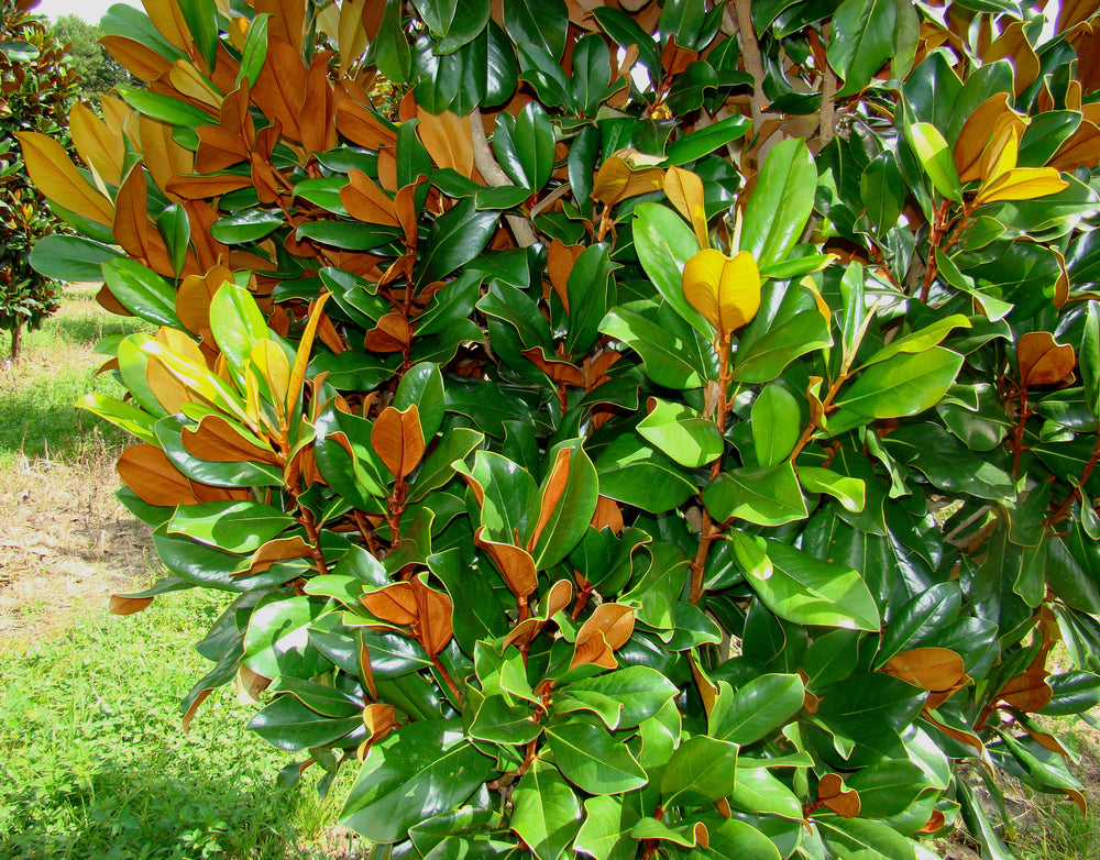
                  
                    Magnolia - 10 pack
                  
                