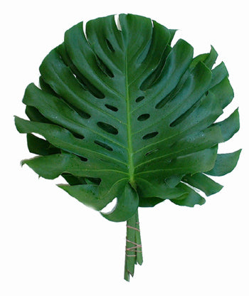 Monstera - 10 pack