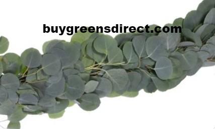 25' FRESH Silver Dollar Eucalyptus Garland