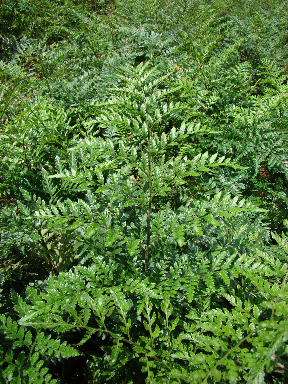 Leatherleaf - 10 pack